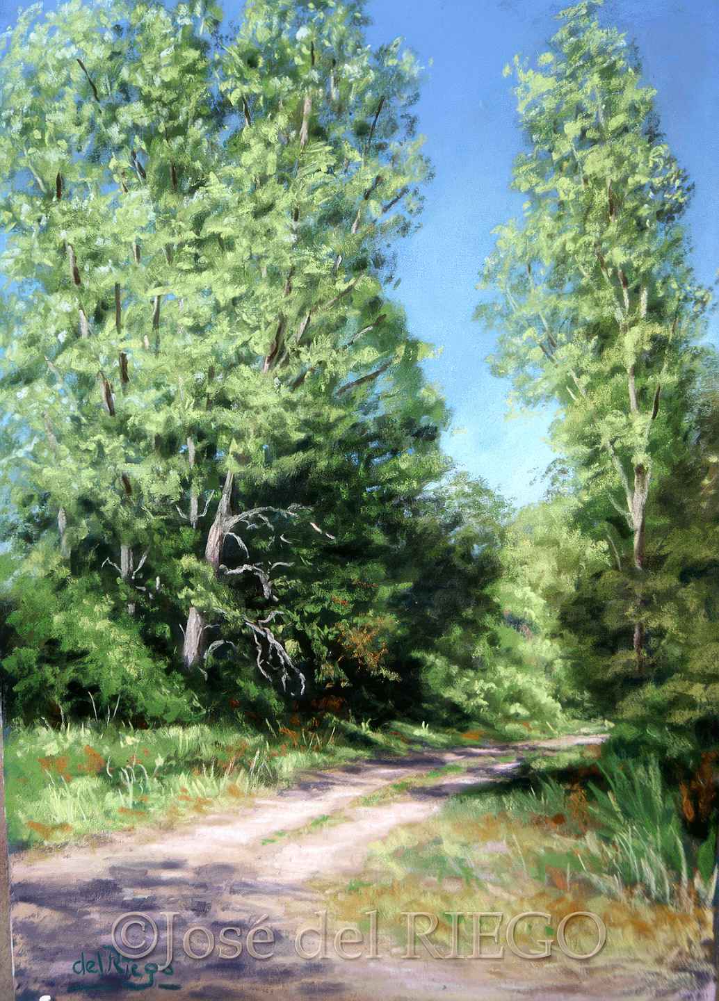 CAMINO ENTRE SOMBRAS