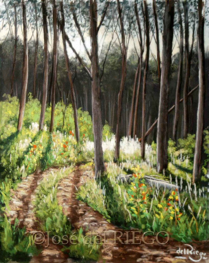 CONTRALUZ ENTRE CHOPOS