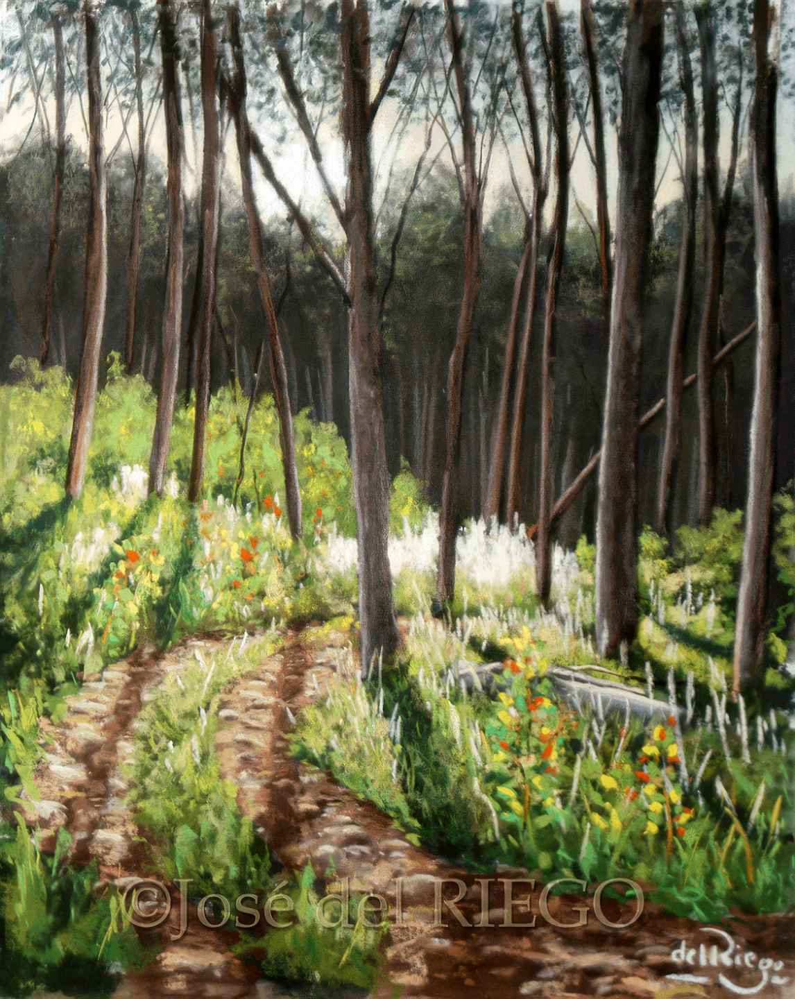 CONTRALUZ ENTRE CHOPOS